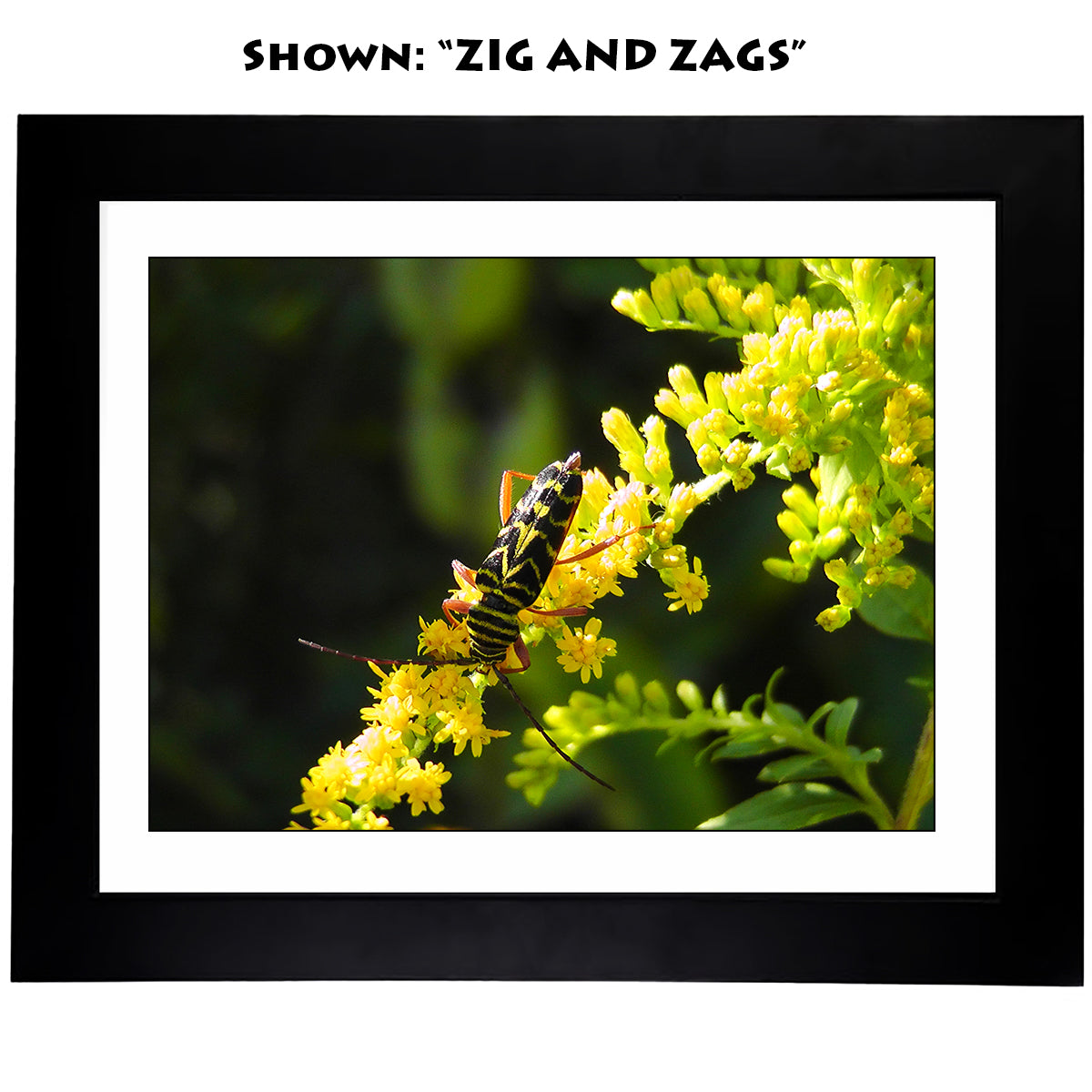 Framed Art Prints from a Secret Paradise image 0