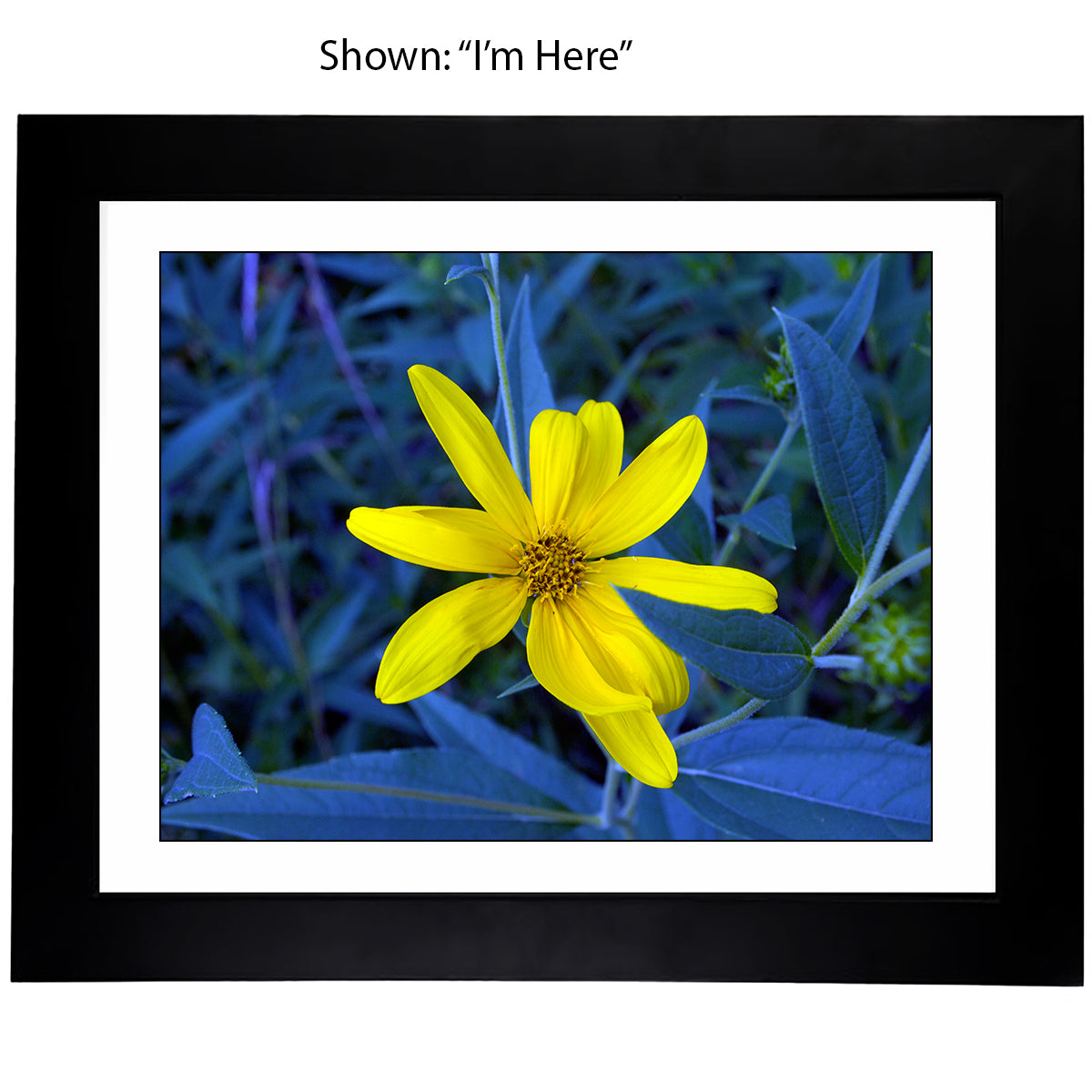 Framed Art Prints from a Secret Paradise image 0