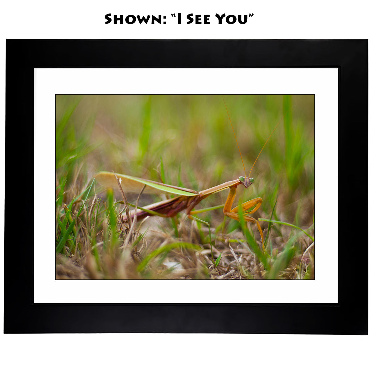 Framed Art Prints from a Secret Paradise image 0