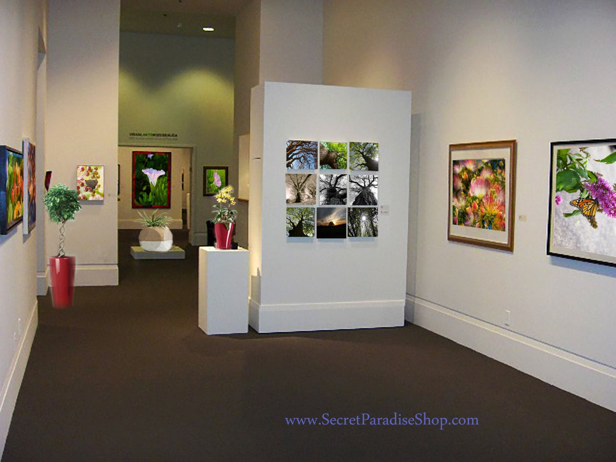Art Prints - Butterflies from a Secret Paradise - Burl Frames