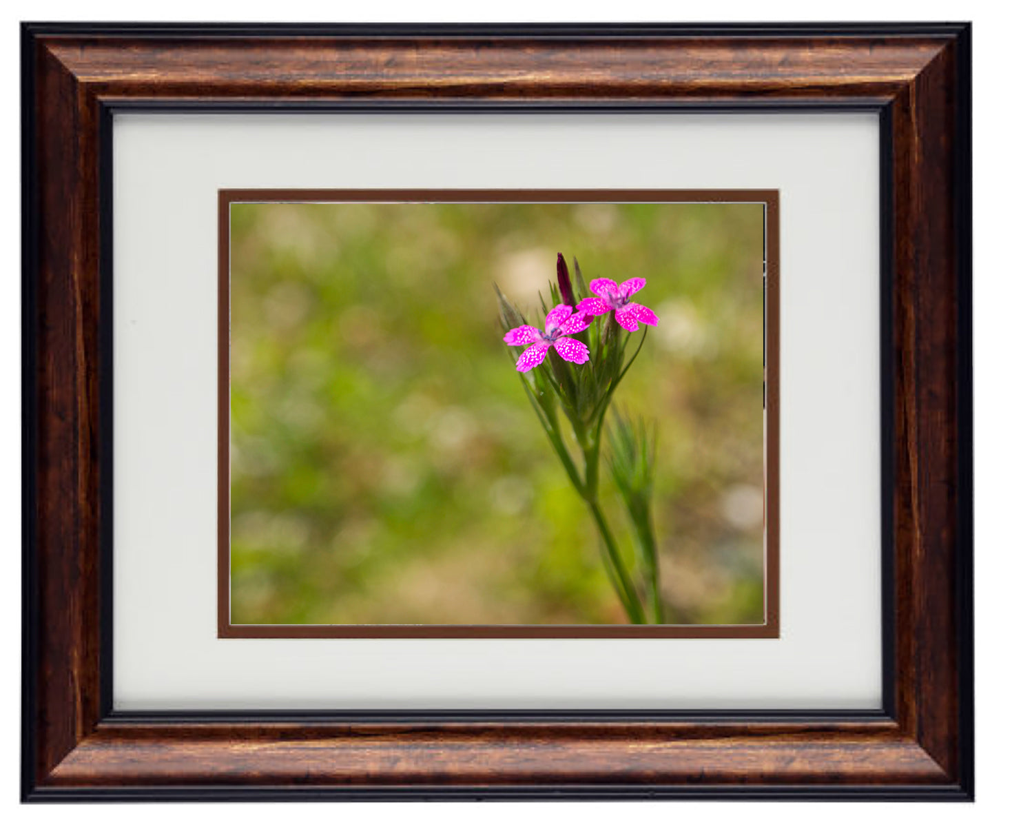 Framed Art Prints from a Secret Paradise image 0