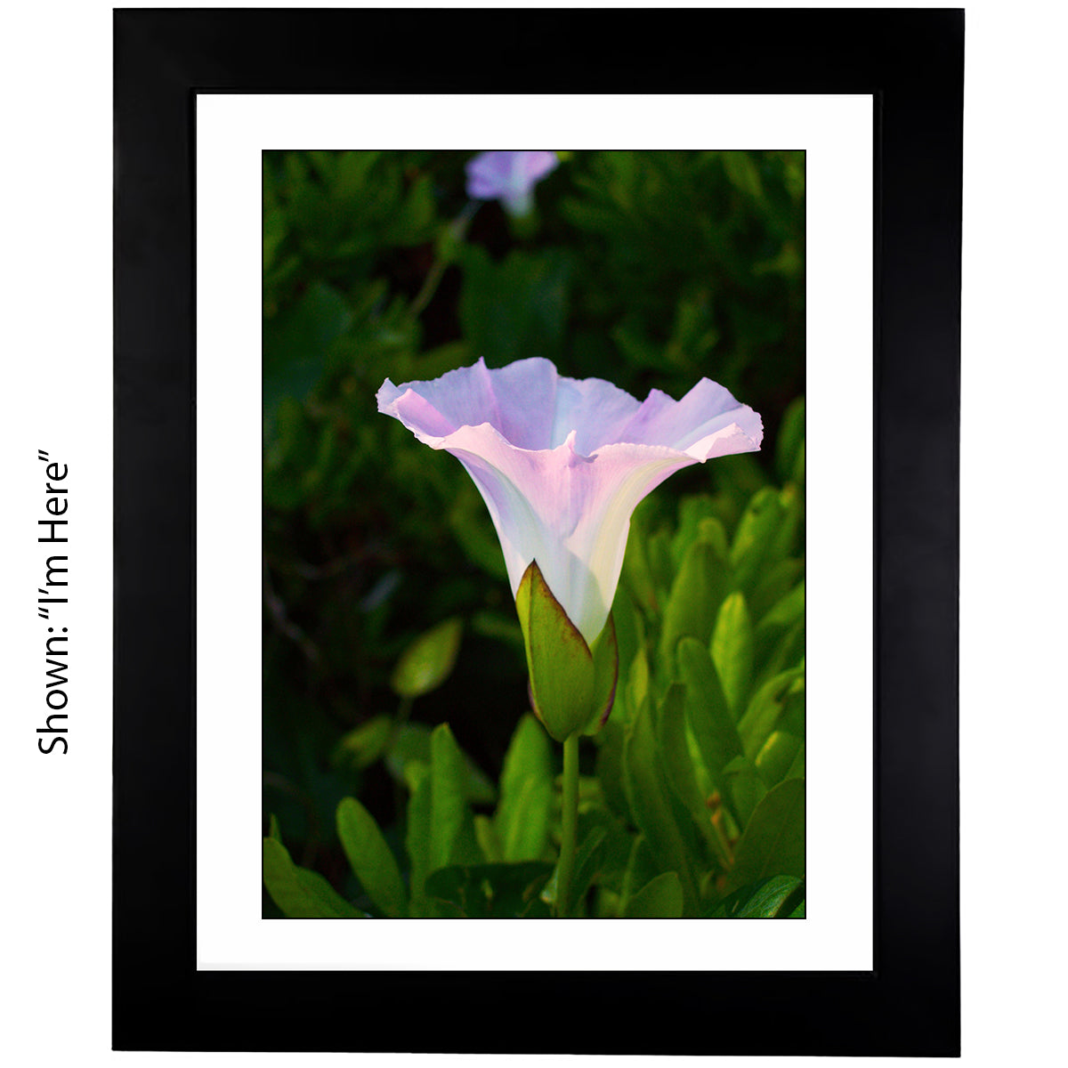Framed Art Prints from a Secret Paradise image 0