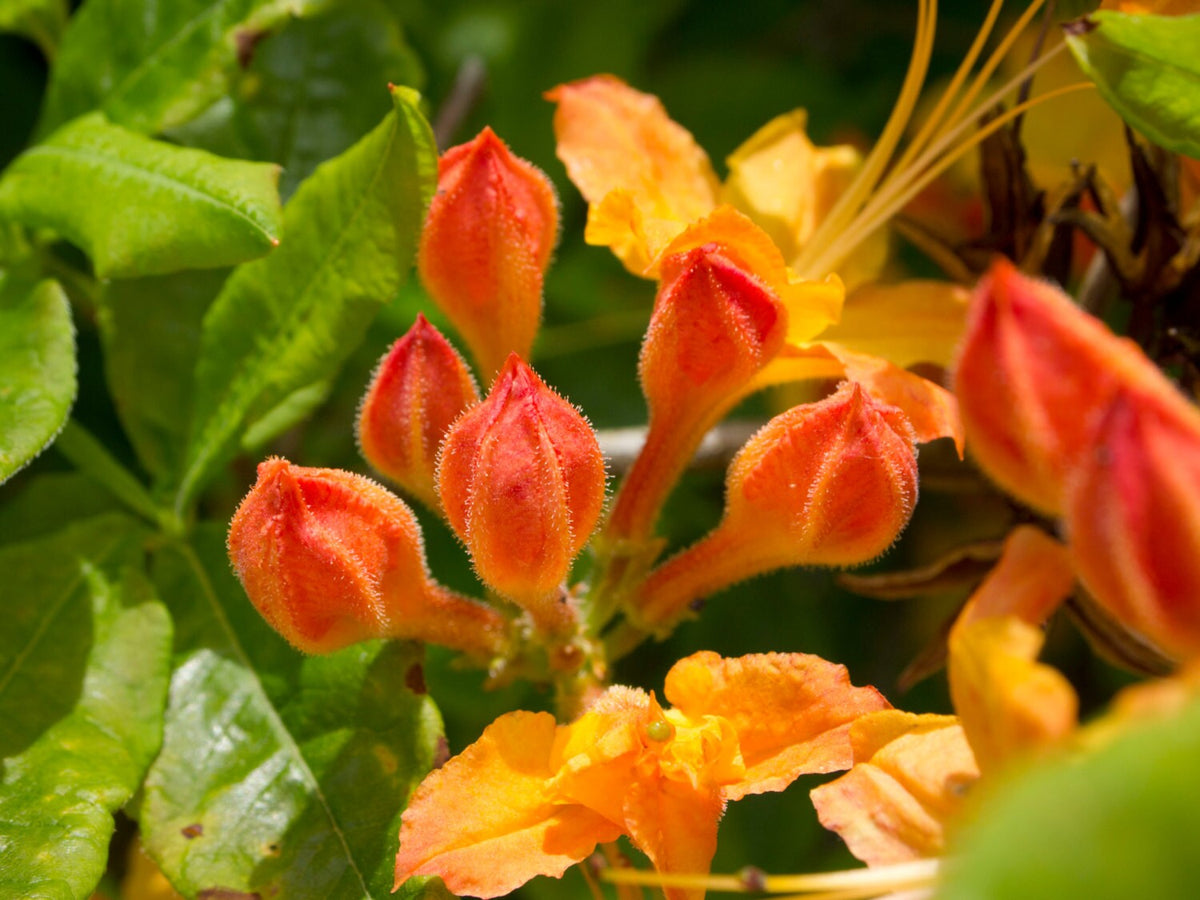Fine Art Prints - Flowering "Beauties"- Secret Paradise Garden